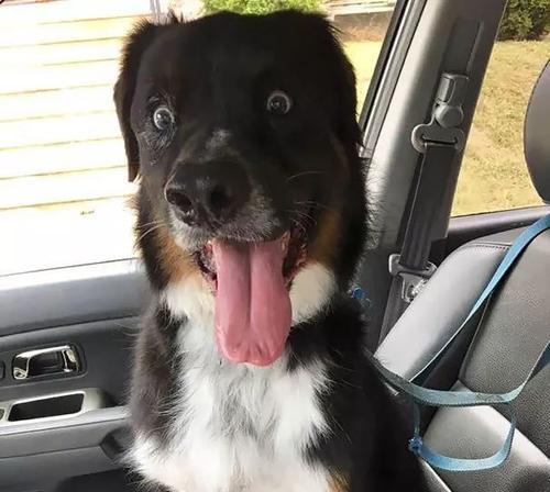 狗狗后恢复正常需要多长时间？（了解狗狗恢复时间的关键因素和注意事项）(图3)