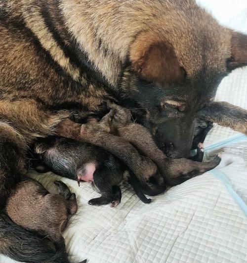 狗狗下崽后多久能下奶的时间和过程（母犬哺乳期的重要性和注意事项）