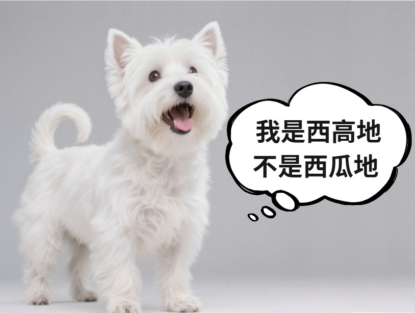 西高地犬爱叫吗？包的！(图1)