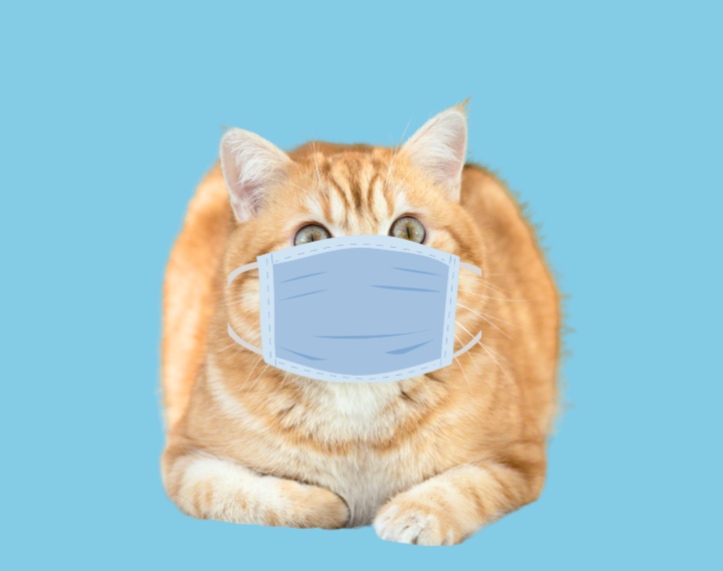 铲屎官必备冷知识：猫咪最讨厌的几种气味