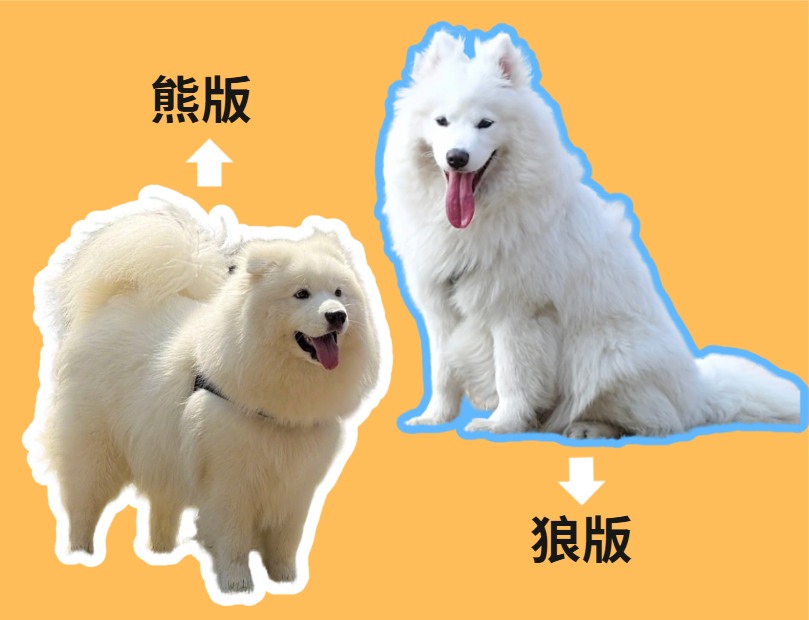 萨摩耶熊版和狼版的区别？看完这篇再也不迷糊！