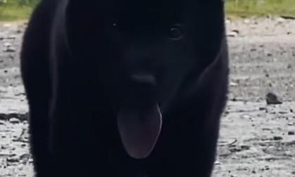 养狗避邪,选择适合的犬种保家平安(犬种选择对于避邪有关键作用,教你如何挑选适合的守护神)(图3) 养狗避邪,选择适合的犬种保家平安(犬种选择对于避邪有关键作用,教你如何挑选适合的守护神)(图3)