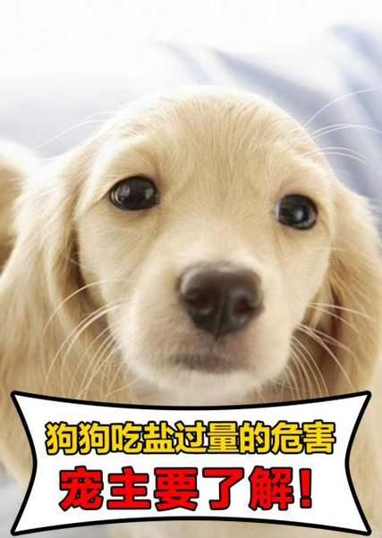 小狗不可食用的物品(保护你的小狗健康的关键)(图2) 小狗不可食用的物品(保护你的小狗健康的关键)(图2)