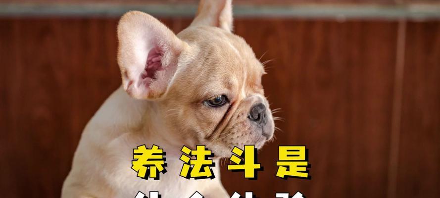 养狗避邪，选择适合的犬种保家平安（犬种选择对于避邪有关键作用，教你如何挑选适合的