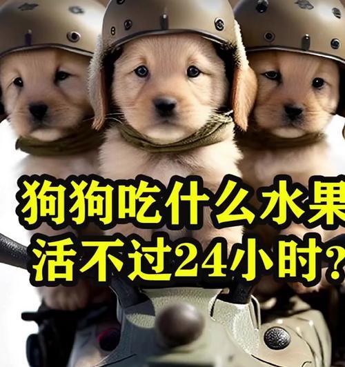 小狗不可食用的物品(保护你的小狗健康的关键)(图1) 小狗不可食用的物品(保护你的小狗健康的关键)(图1)