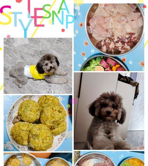 泰迪幼犬的饮食指南（养育泰迪幼犬的关键是什么）(图2)