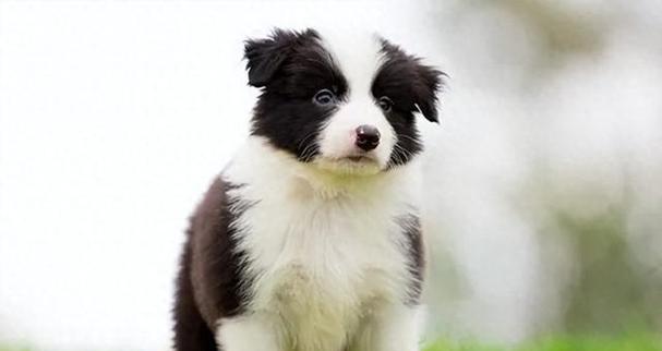 如何科学喂养边牧幼犬(合理饮食,让边牧健康成长)(图3) 如何科学喂养边牧幼犬(合理饮食,让边牧健康成长)(图3)