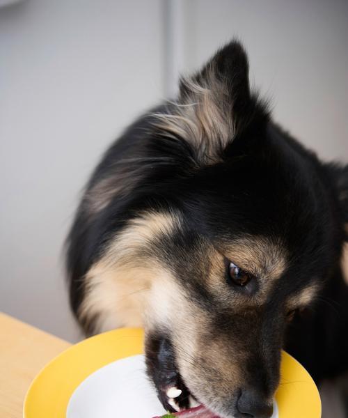 如何科学喂养边牧幼犬(合理饮食,让边牧健康成长)(图2) 如何科学喂养边牧幼犬(合理饮食,让边牧健康成长)(图2)