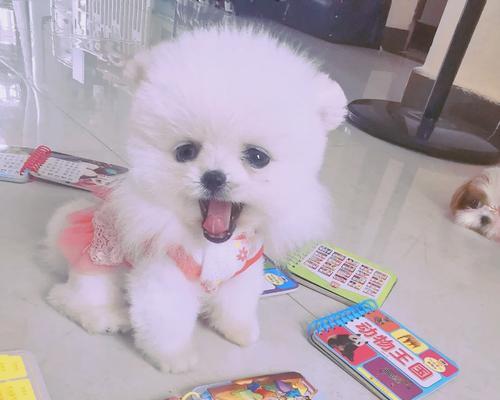 白博美肚皮(揭秘白博美肚皮的花纹变化与神秘力量)(图3) 白博美肚皮(揭秘白博美肚皮的花纹变化与神秘力量)(图3)