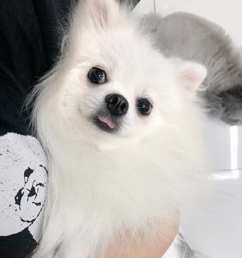 白博美肚皮(揭秘白博美肚皮的花纹变化与神秘力量)(图2) 白博美肚皮(揭秘白博美肚皮的花纹变化与神秘力量)(图2)