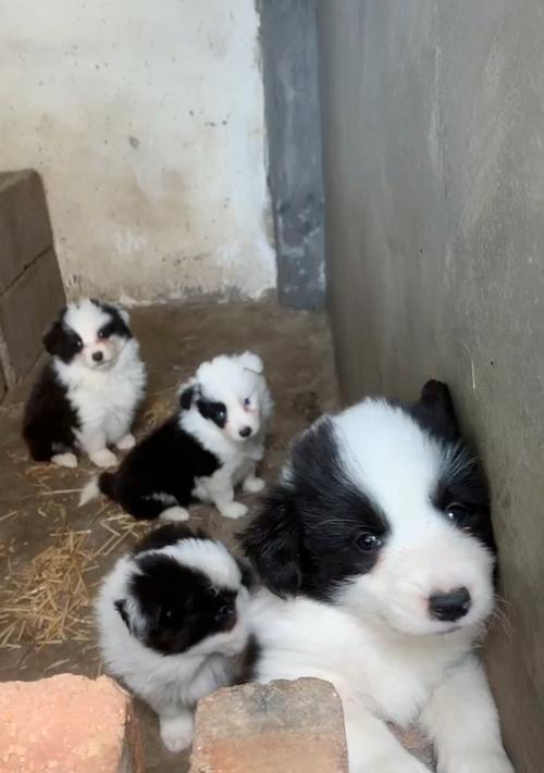 如何科学喂养边牧幼犬(合理饮食,让边牧健康成长)(图1) 如何科学喂养边牧幼犬(合理饮食,让边牧健康成长)(图1)