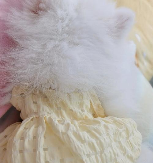 白博美肚皮(揭秘白博美肚皮的花纹变化与神秘力量)(图1) 白博美肚皮(揭秘白博美肚皮的花纹变化与神秘力量)(图1)