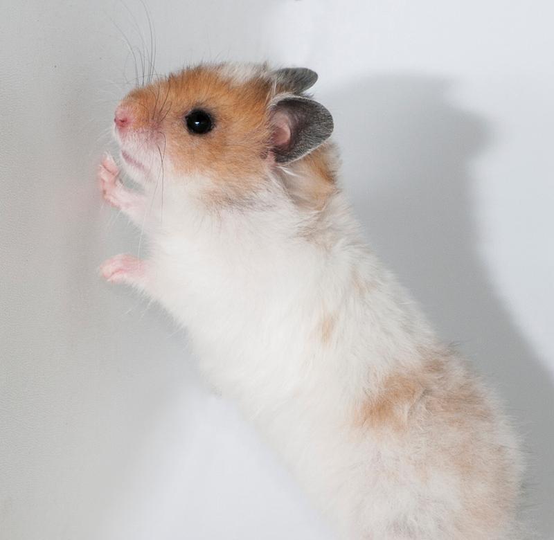 仓鼠为什么不爱动了?(探究仓鼠行为变化的原因及解决方法)(图3) 仓鼠为什么不爱动了?(探究仓鼠行为变化的原因及解决方法)(图3)