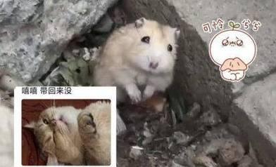 仓鼠为什么不爱动了?(探究仓鼠行为变化的原因及解决方法)(图1) 仓鼠为什么不爱动了?(探究仓鼠行为变化的原因及解决方法)(图1)