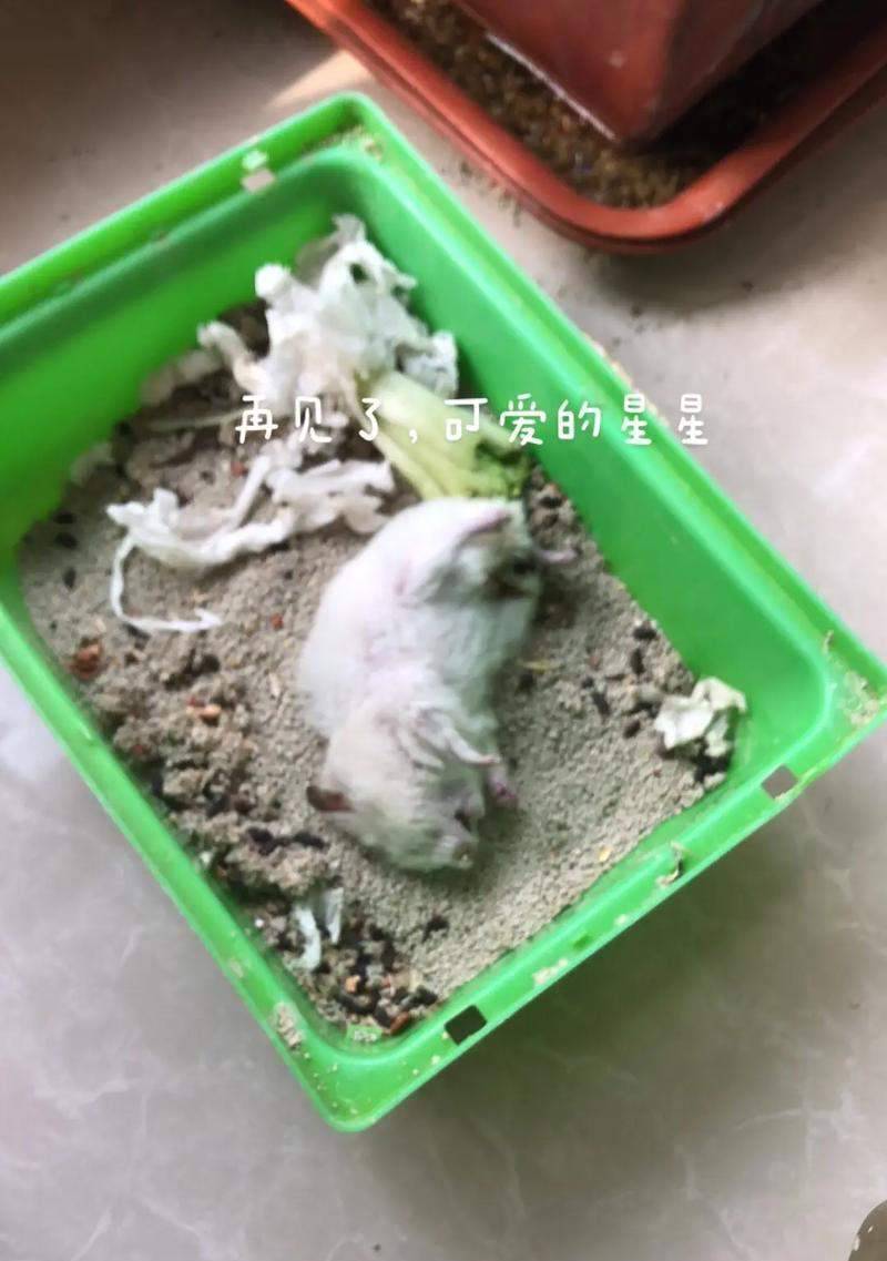仓鼠为什么不爱动了?(探究仓鼠行为变化的原因及解决方法)(图2) 仓鼠为什么不爱动了?(探究仓鼠行为变化的原因及解决方法)(图2)