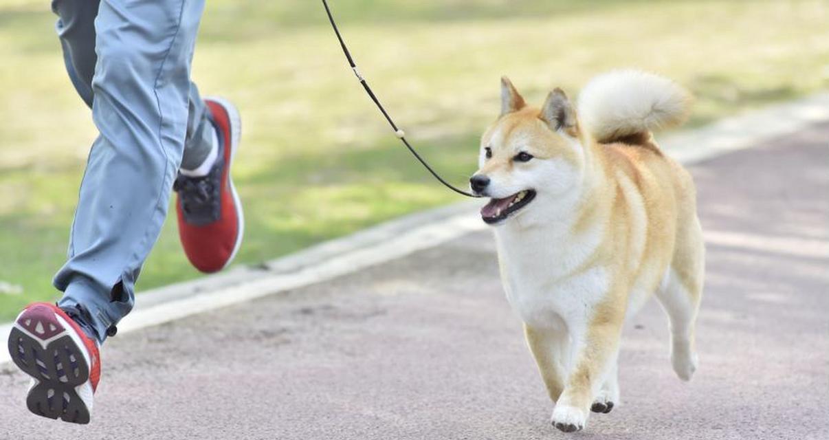 小狗发烧的常见疾病及应对措施（探讨小狗发烧的原因、症状与治疗方法）(图2)