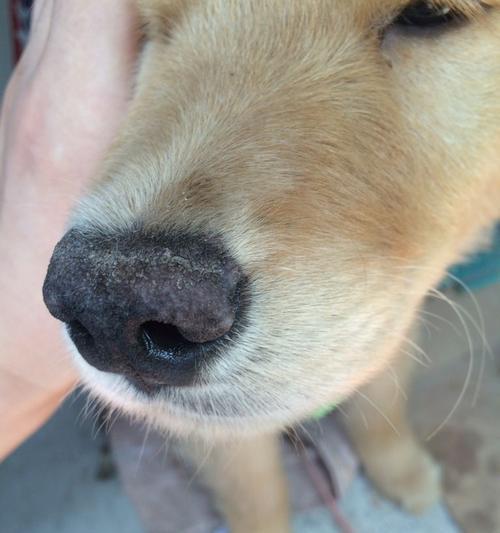 狗狗鼻子干裂如何护理（干裂鼻子的原因及治疗方法）(图3)