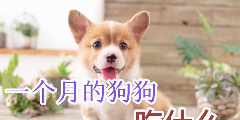 小狗的健康饮食（为您的小狗提供营养丰富的饮食）(图1)