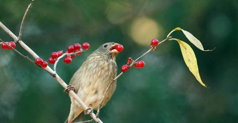 黄雀的命运（被天敌捕食的悲剧）(图2)