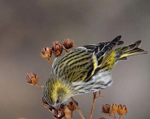 黄雀的命运（被天敌捕食的悲剧）(图3)
