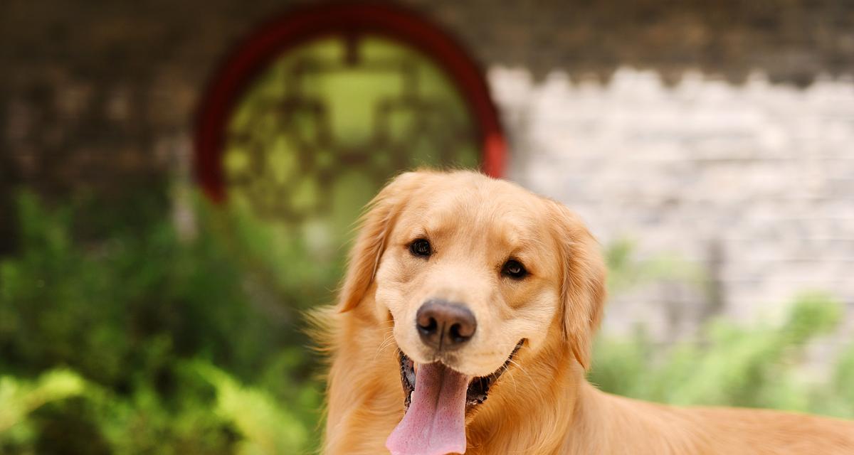 小狗的健康饮食（为您的小狗提供营养丰富的饮食）(图2)