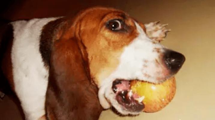 保护宠物狗免受中毒威胁的重要性（了解常见狗中毒原因，学会正确处理紧急情况）(图2)