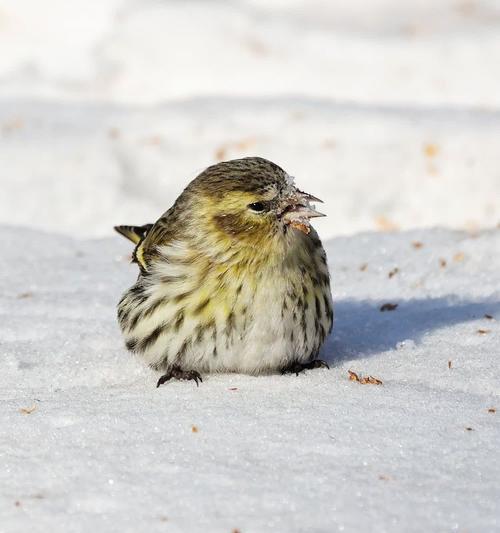 黄雀的命运（被天敌捕食的悲剧）(图1)