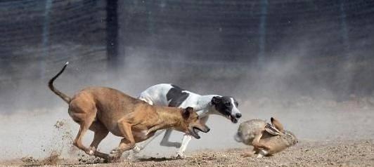 猎犬品种特点及其捕猎能力(以兔子和野鸡为对象的猎犬品种选择和训练技巧)(图1) 猎犬品种特点及其捕猎能力(以兔子和野鸡为对象的猎犬品种选择和训练技巧)(图1)