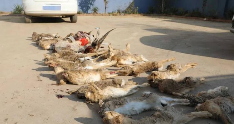 猎犬品种特点及其捕猎能力(以兔子和野鸡为对象的猎犬品种选择和训练技巧)(图2) 猎犬品种特点及其捕猎能力(以兔子和野鸡为对象的猎犬品种选择和训练技巧)(图2)