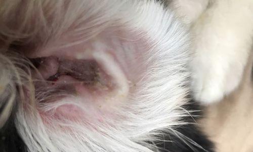 狗狗耳朵里为何会出现脓？（探究狗狗耳朵感染的原因及预防措施）(图2)