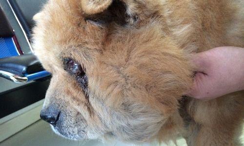 狗狗耳朵里为何会出现脓？（探究狗狗耳朵感染的原因及预防措施）(图4)