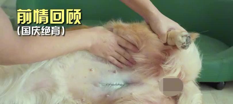 狗针打过后身体需要多久康复？（了解狗针接种对身体康复的影响与时间）(图3)