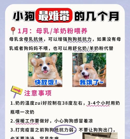 狗针打过后身体需要多久康复？（了解狗针接种对身体康复的影响与时间）(图1)