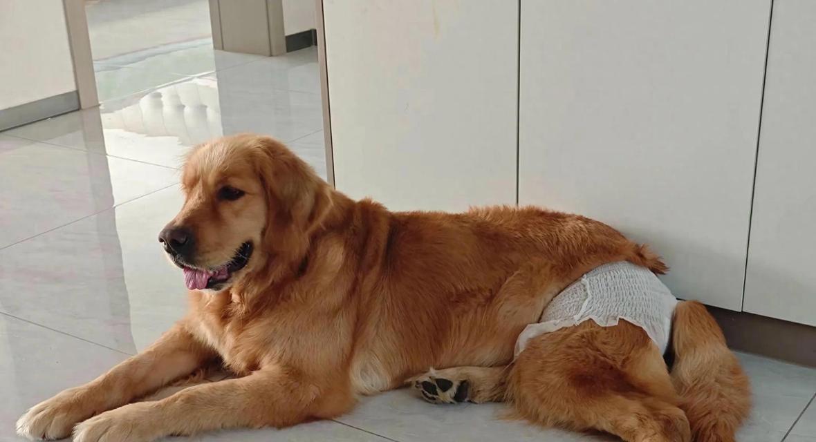 母狗的遗忘时间（家庭宠物的情感连结与记忆遗忘）