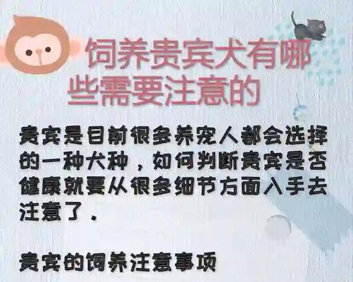 如何正确养狗狗?(注意事项与养护技巧)(图2) 如何正确养狗狗?(注意事项与养护技巧)(图2)