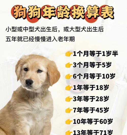 如何正确养狗狗?(注意事项与养护技巧)(图3) 如何正确养狗狗?(注意事项与养护技巧)(图3)