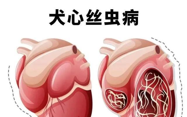 以犬心丝虫病的致命时长(以犬心丝虫病的悲剧)(图1) 以犬心丝虫病的致命时长(以犬心丝虫病的悲剧)(图1)