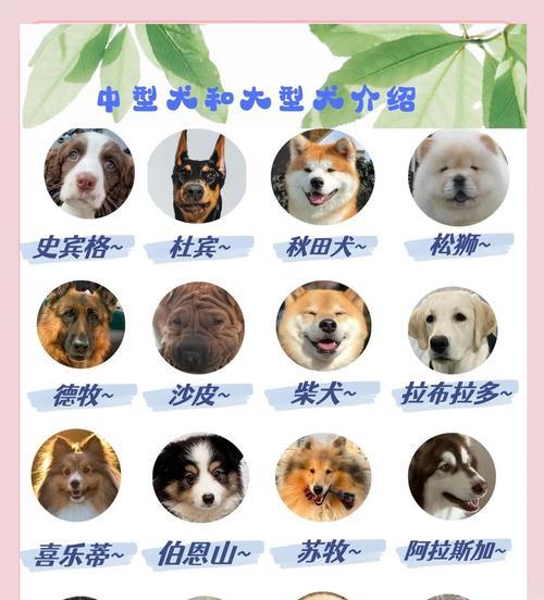 如何正确养狗狗?(注意事项与养护技巧)(图1) 如何正确养狗狗?(注意事项与养护技巧)(图1)