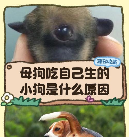 母狗的遗忘时间（家庭宠物的情感连结与记忆遗忘）(图3)