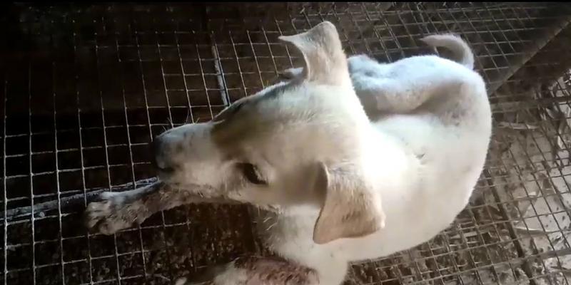 以犬心丝虫病的致命时长(以犬心丝虫病的悲剧)(图2) 以犬心丝虫病的致命时长(以犬心丝虫病的悲剧)(图2)