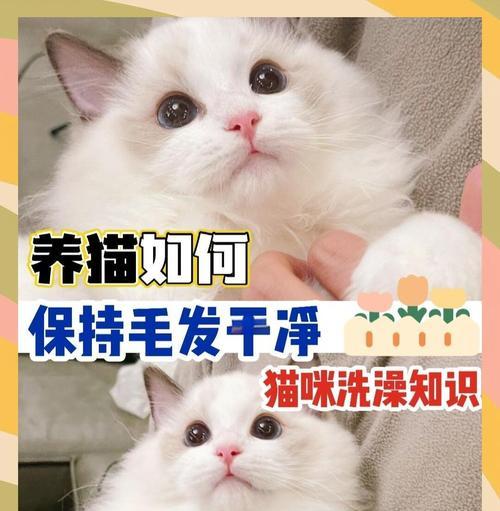 刚出生的猫什么时候可以洗澡?(了解猫宝宝洗澡的最佳时机及注意事项)(图2) 刚出生的猫什么时候可以洗澡?(了解猫宝宝洗澡的最佳时机及注意事项)(图2)