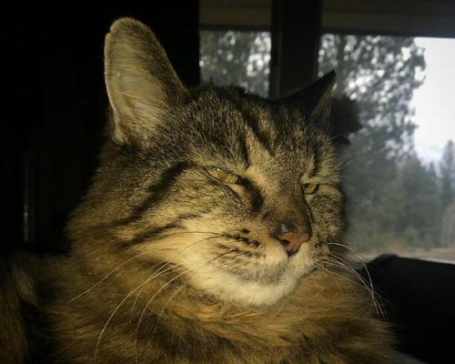 长寿猫的饮食习惯和寿命探究（以吉尼斯记录最长寿的猫为例，分析猫的生活方式和寿命情况）(图2)