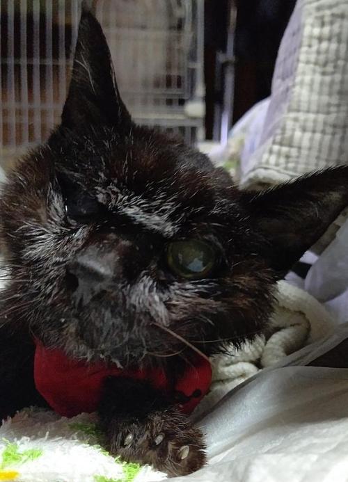 长寿猫的饮食习惯和寿命探究（以吉尼斯记录最长寿的猫为例，分析猫的生活方式和寿命情况）(图3)