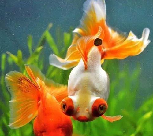 《金鱼的多彩世界》（探索金鱼的神奇色彩，发现它们的独特魅力）(图1)