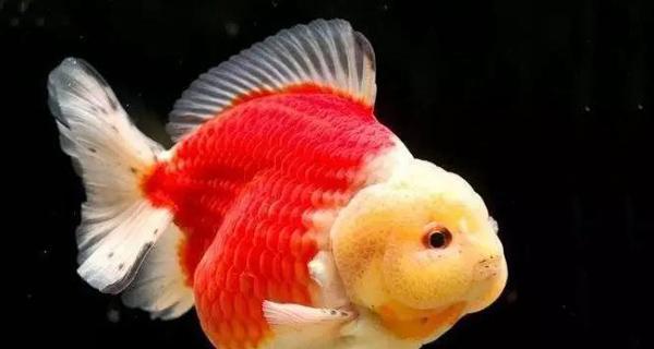 《金鱼的多彩世界》（探索金鱼的神奇色彩，发现它们的独特魅力）(图2)