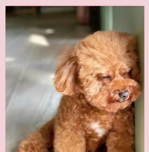 泰迪（从喂养到训练，你必须了解的关键细节）(图1)