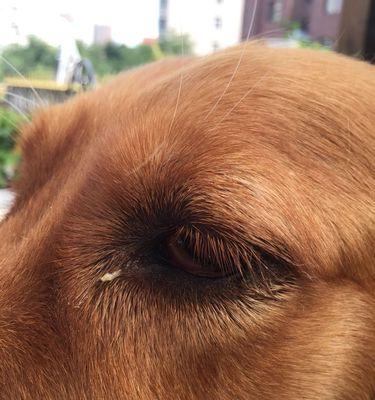 狗狗眼屎的类型及处理方法（学会分辨狗狗眼屎，保护它们的眼睛健康）(图1)