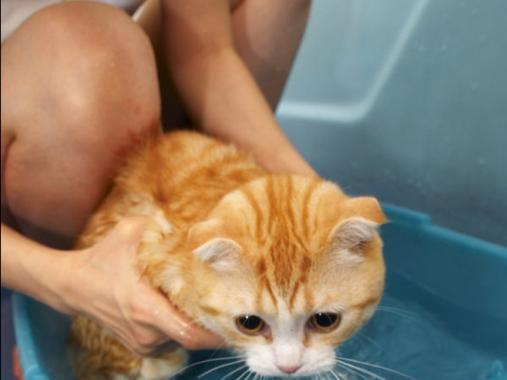 刚出生的猫什么时候可以洗澡?(了解猫宝宝洗澡的最佳时机及注意事项)(图3) 刚出生的猫什么时候可以洗澡?(了解猫宝宝洗澡的最佳时机及注意事项)(图3)