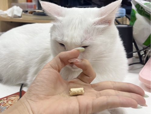 猫的智商也有参差？怎么看你家猫聪不聪明？(图2)