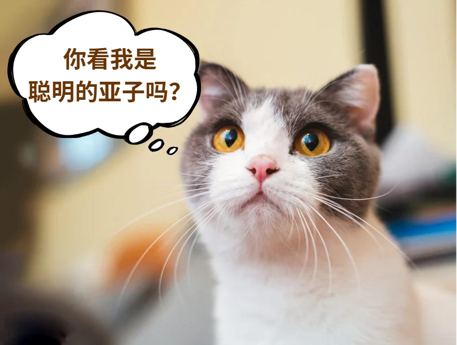 猫的智商也有参差？怎么看你家猫聪不聪明？(图1)